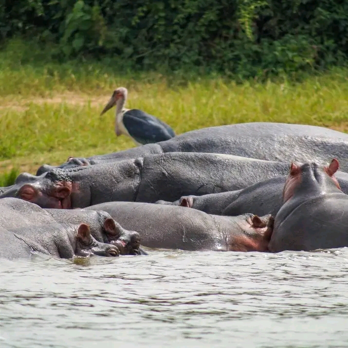 Build your own Uganda safari