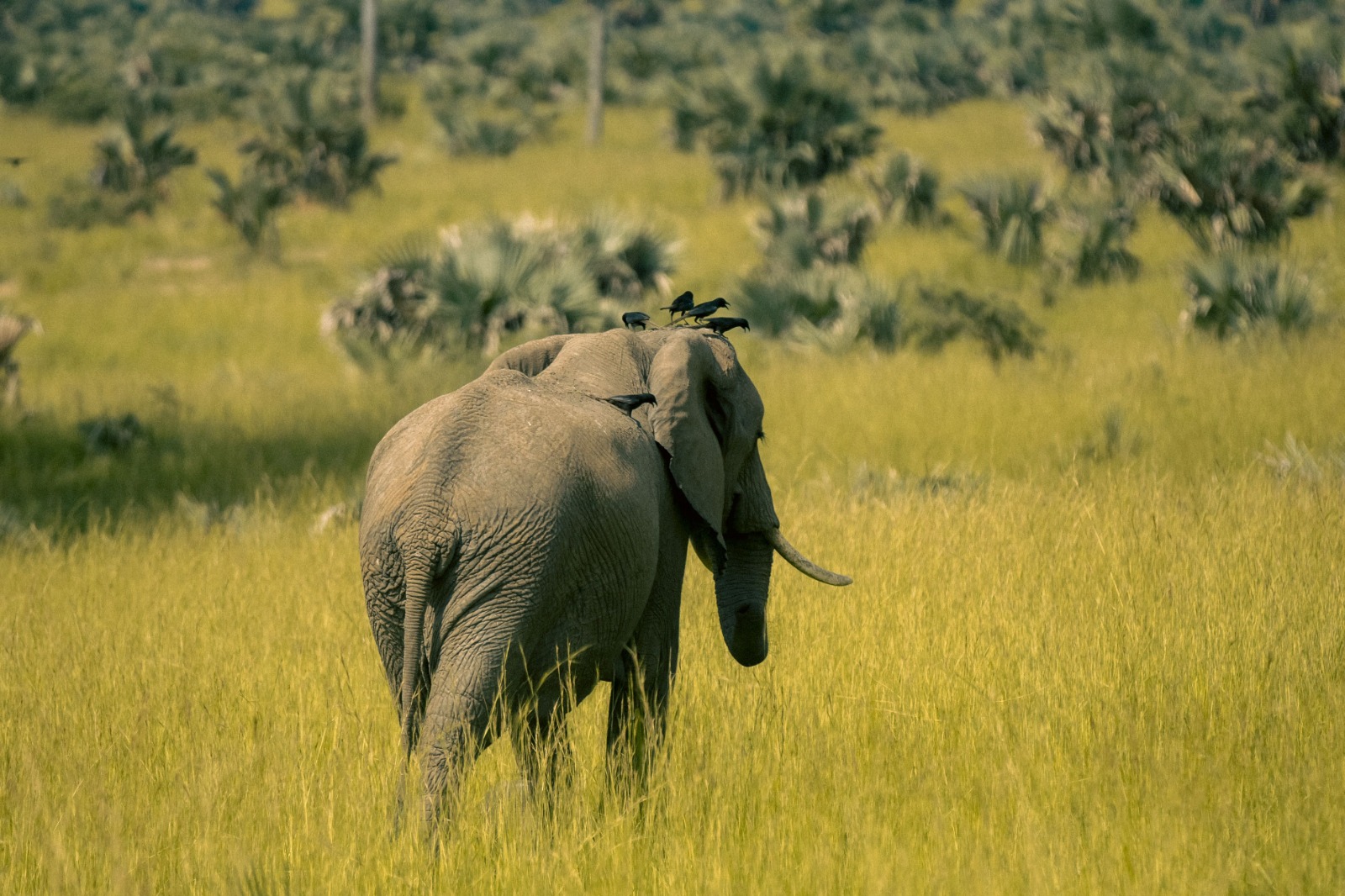 Build your own Uganda safari