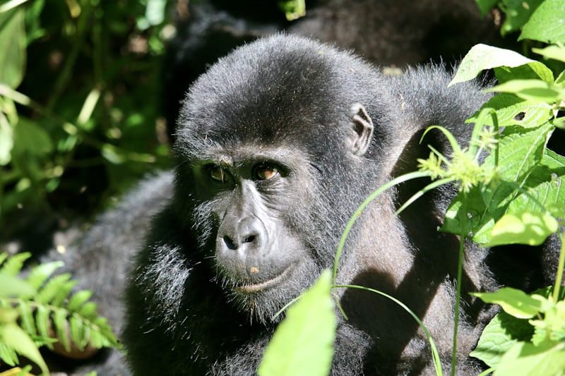 Bwindi Impenetrable National Park
