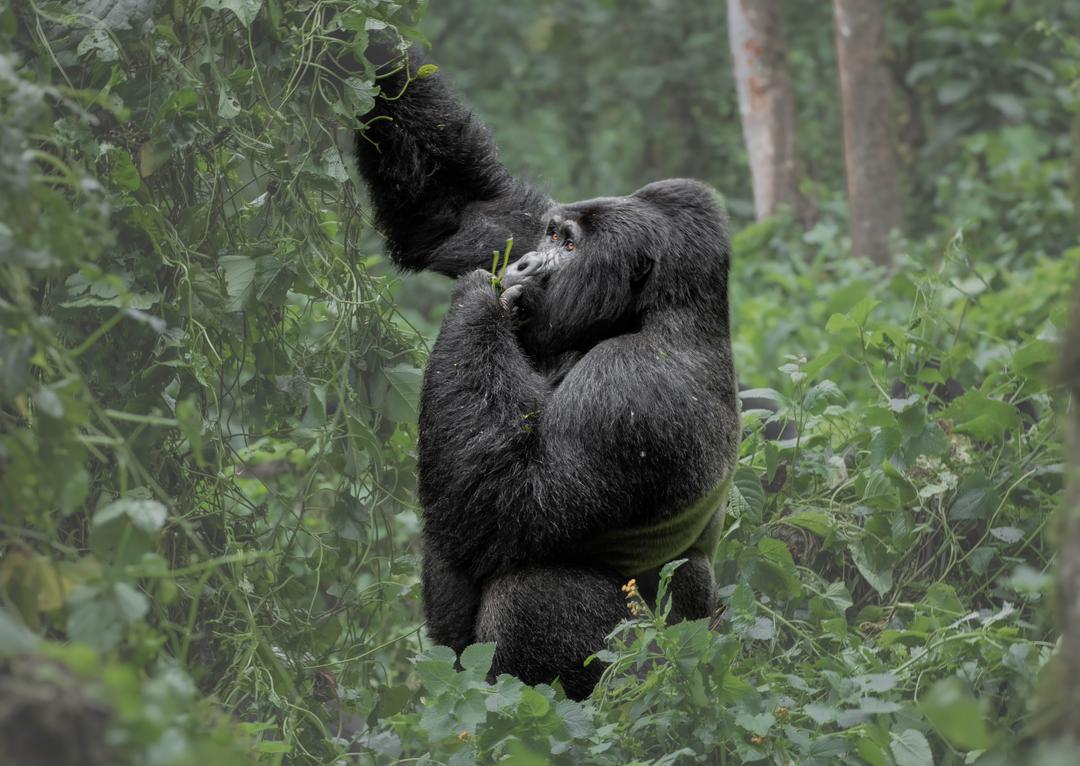 Gorilla in the misty forest