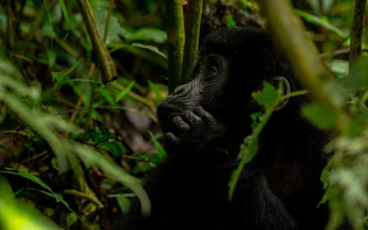 Chimpanzee in the forest