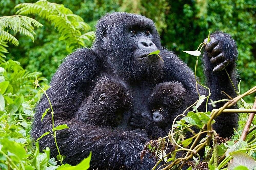 Gorilla in the misty forest
