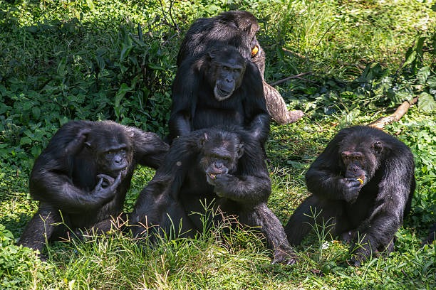 Chimpanzee in the rainforest canopy of Kibale Forest National Park