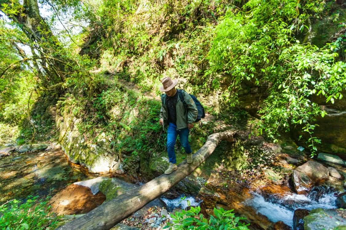 Bamboo forest trail in the Rwenzori Mountains foothills