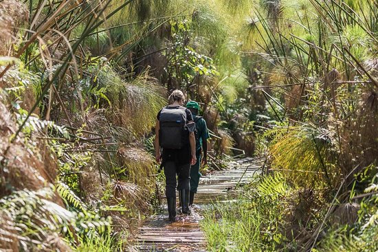 Raised boardwalk trail through Bigodi Wetland Sanctuary